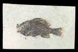 Bargain, Fossil Fish (Cockerellites) - Wyoming #144157-1